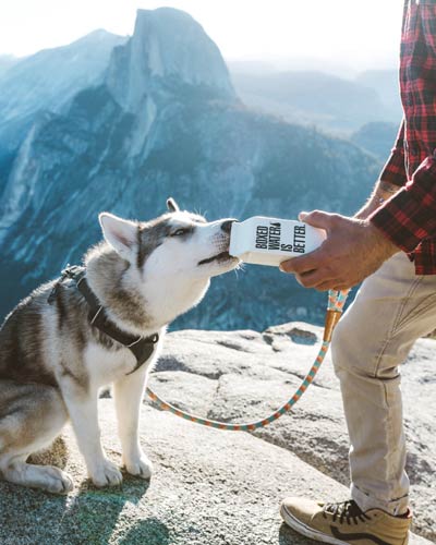 dog drinks boxed water