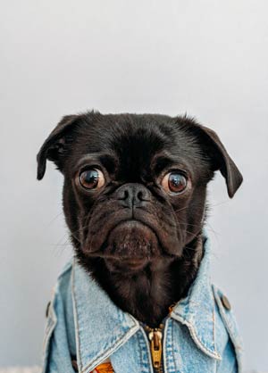 black pug is shocked